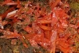 Bright Orange Crocoite Crystal Cluster - Tasmania #171705-1